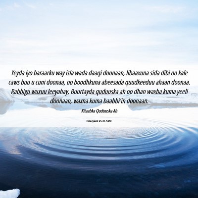 Picture 06 - Ishacyaah 65:25 SOM - Yeyda iyo baraarku way isla wada daaqi doonaan, - Bible Verse Picture