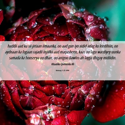 Picture 06 - Kolosay 1:23 SOM - haddii aad ku sii jirtaan iimaanka, oo aad gun - Bible Verse Picture