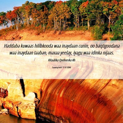 Picture 06 - Laawiyiintii 11:8 SOM - Haddaba kuwaas hilibkooda waa inaydaan cunin, oo - Bible Verse Picture