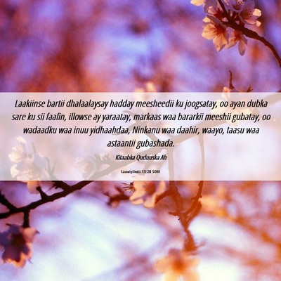Picture 06 - Laawiyiintii 13:28 SOM - Laakiinse bartii dhalaalaysay hadday meesheedii - Bible Verse Picture