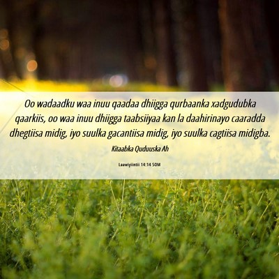 Picture 06 - Laawiyiintii 14:14 SOM - Oo wadaadku waa inuu qaadaa dhiigga qurbaanka - Bible Verse Picture