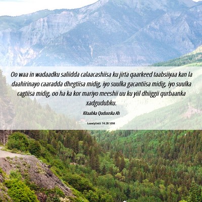 Picture 06 - Laawiyiintii 14:28 SOM - Oo waa in wadaadku saliidda calaacashiisa ku - Bible Verse Picture