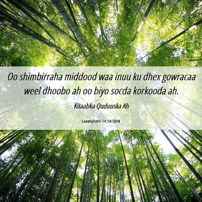 Picture 06 - Laawiyiintii 14:50 SOM - Oo shimbirraha middood waa inuu ku dhex gowracaa - Bible Verse Picture