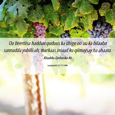 Picture 06 - Laawiyiintii 27:17 SOM - Oo beertiisa hadduu quduus ka dhigo oo uu ka - Bible Verse Picture