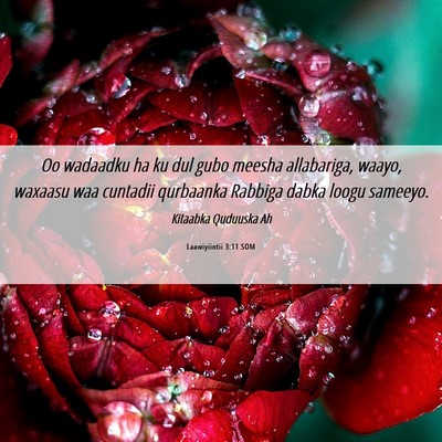 Picture 06 - Laawiyiintii 3:11 SOM - Oo wadaadku ha ku dul gubo meesha allabariga, - Bible Verse Picture