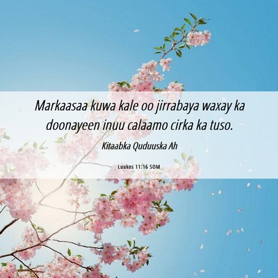 Picture 06 - Luukos 11:16 SOM - Markaasaa kuwa kale oo jirrabaya waxay ka - Bible Verse Picture