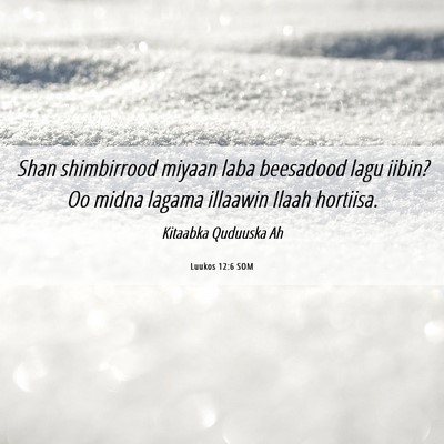 Picture 06 - Luukos 12:6 SOM - Shan shimbirrood miyaan laba beesadood lagu - Bible Verse Picture
