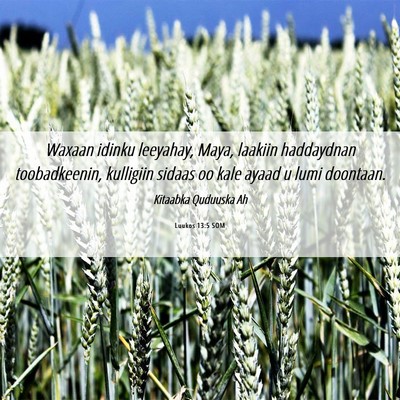Picture 06 - Luukos 13:5 SOM - Waxaan idinku leeyahay, Maya, laakiin haddaydnan - Bible Verse Picture