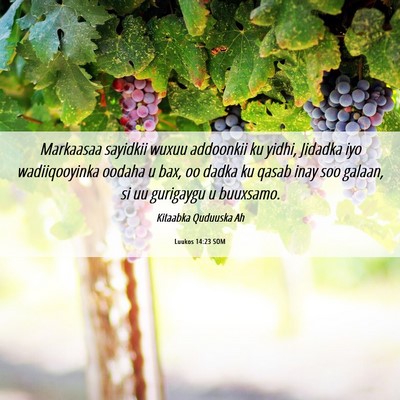 Picture 06 - Luukos 14:23 SOM - Markaasaa sayidkii wuxuu addoonkii ku yidhi, - Bible Verse Picture