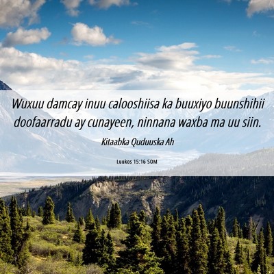 Picture 06 - Luukos 15:16 SOM - Wuxuu damcay inuu calooshiisa ka buuxiyo - Bible Verse Picture