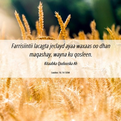 Picture 06 - Luukos 16:14 SOM - Farrisiintii lacagta jeclayd ayaa waxaas oo dhan - Bible Verse Picture