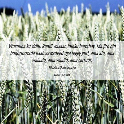Picture 06 - Luukos 18:29 SOM - Wuxuuna ku yidhi, Runtii waxaan idinku leeyahay. - Bible Verse Picture
