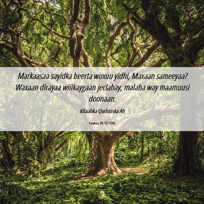 Picture 06 - Luukos 20:13 SOM - Markaasaa sayidka beerta wuxuu yidhi, Maxaan - Bible Verse Picture