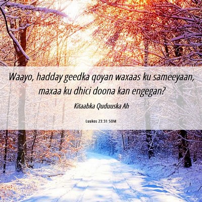 Picture 06 - Luukos 23:31 SOM - Waayo, hadday geedka qoyan waxaas ku sameeyaan, - Bible Verse Picture