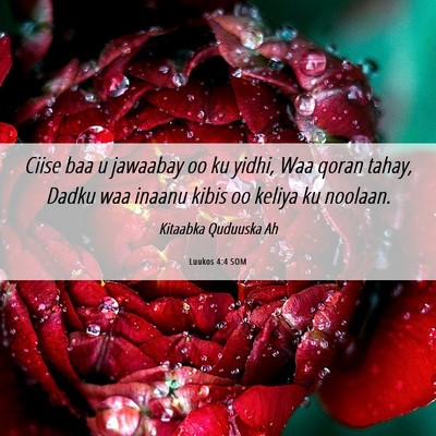 Picture 06 - Luukos 4:4 SOM - Ciise baa u jawaabay oo ku yidhi, Waa qoran - Bible Verse Picture
