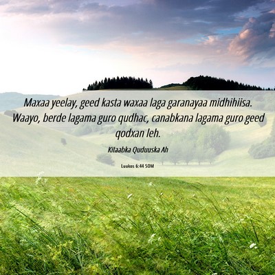 Picture 06 - Luukos 6:44 SOM - Maxaa yeelay, geed kasta waxaa laga garanayaa - Bible Verse Picture