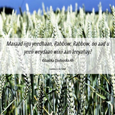 Picture 06 - Luukos 6:46 SOM - Maxaad iigu yeedhaan, Rabbow, Rabbow, oo aad u - Bible Verse Picture