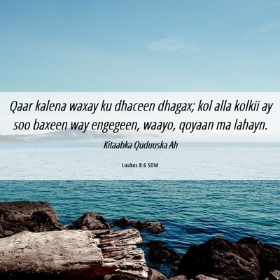 Picture 06 - Luukos 8:6 SOM - Qaar kalena waxay ku dhaceen dhagax; kol alla - Bible Verse Picture