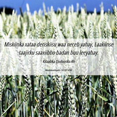 Picture 06 - Maahmaahyadii 14:20 SOM - Miskiinka xataa deriskiisu waa neceb yahay, - Bible Verse Picture