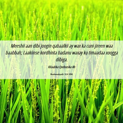 Picture 06 - Maahmaahyadii 14:4 SOM - Meeshii aan dibi joogin qabaalkii ay wax ka cuni - Bible Verse Picture