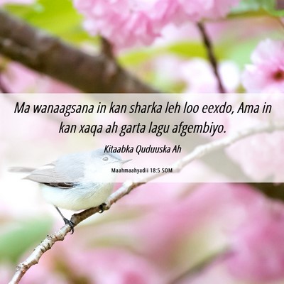 Picture 06 - Maahmaahyadii 18:5 SOM - Ma wanaagsana in kan sharka leh loo eexdo, Ama in - Bible Verse Picture