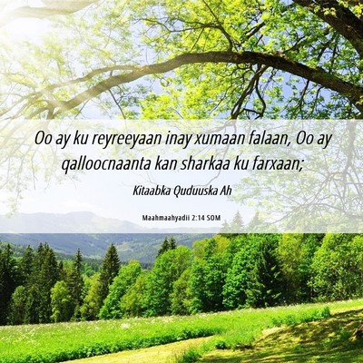 Picture 06 - Maahmaahyadii 2:14 SOM - Oo ay ku reyreeyaan inay xumaan falaan, Oo ay - Bible Verse Picture