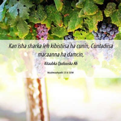 Picture 06 - Maahmaahyadii 23:6 SOM - Kan isha sharka leh kibistiisa ha cunin, - Bible Verse Picture