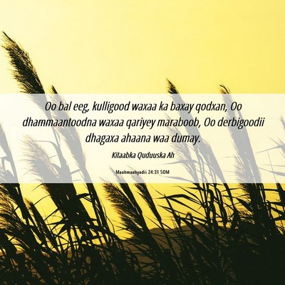 Picture 06 - Maahmaahyadii 24:31 SOM - Oo bal eeg, kulligood waxaa ka baxay qodxan, Oo - Bible Verse Picture