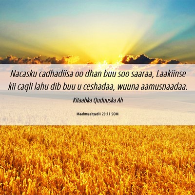 Picture 06 - Maahmaahyadii 29:11 SOM - Nacasku cadhadiisa oo dhan buu soo saaraa, - Bible Verse Picture