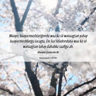 Picture 06 - Maahmaahyadii 3:14 SOM - Waayo, baayacmushtarigeedu waa ka sii wanaagsan - Bible Verse Picture