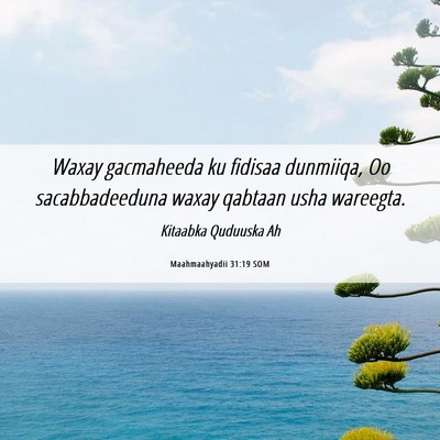 Picture 06 - Maahmaahyadii 31:19 SOM - Waxay gacmaheeda ku fidisaa dunmiiqa, Oo - Bible Verse Picture