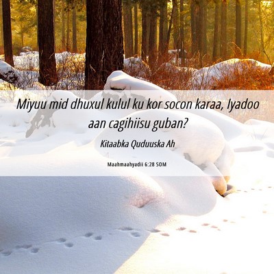 Picture 06 - Maahmaahyadii 6:28 SOM - Miyuu mid dhuxul kulul ku kor socon karaa, Iyadoo - Bible Verse Picture