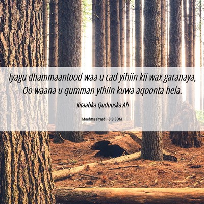 Picture 06 - Maahmaahyadii 8:9 SOM - Iyagu dhammaantood waa u cad yihiin kii wax - Bible Verse Picture