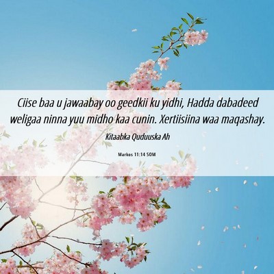 Picture 06 - Markos 11:14 SOM - Ciise baa u jawaabay oo geedkii ku yidhi, Hadda - Bible Verse Picture