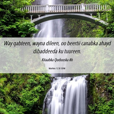 Picture 06 - Markos 12:8 SOM - Way qabteen, wayna dileen, oo beertii canabka - Bible Verse Picture