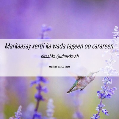 Picture 06 - Markos 14:50 SOM - Markaasay xertii ka wada tageen oo - Bible Verse Picture