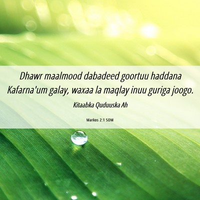 Picture 06 - Markos 2:1 SOM - Dhawr maalmood dabadeed goortuu haddana - Bible Verse Picture