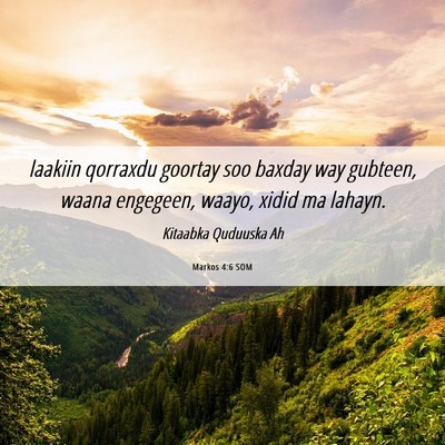 Picture 06 - Markos 4:6 SOM - laakiin qorraxdu goortay soo baxday way gubteen, - Bible Verse Picture