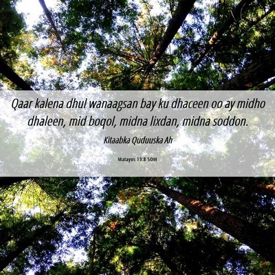 Picture 06 - Matayos 13:8 SOM - Qaar kalena dhul wanaagsan bay ku dhaceen oo ay - Bible Verse Picture