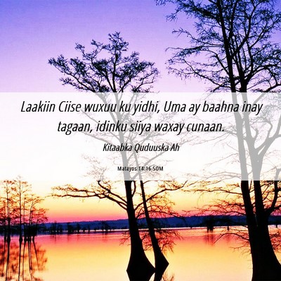 Picture 06 - Matayos 14:16 SOM - Laakiin Ciise wuxuu ku yidhi, Uma ay baahna inay - Bible Verse Picture