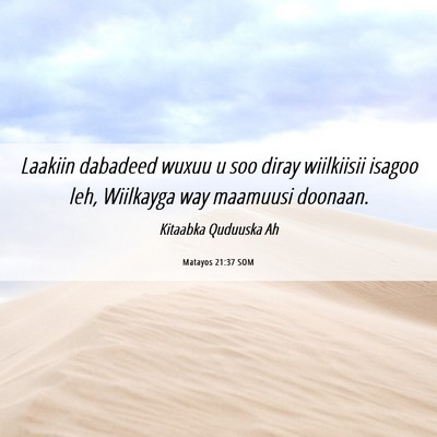 Picture 06 - Matayos 21:37 SOM - Laakiin dabadeed wuxuu u soo diray wiilkiisii - Bible Verse Picture