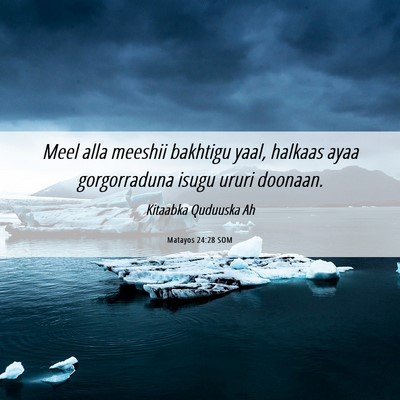 Picture 06 - Matayos 24:28 SOM - Meel alla meeshii bakhtigu yaal, halkaas ayaa - Bible Verse Picture