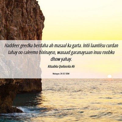 Picture 06 - Matayos 24:32 SOM - Haddeer geedka berdaha ah masaal ka garta. Intii - Bible Verse Picture