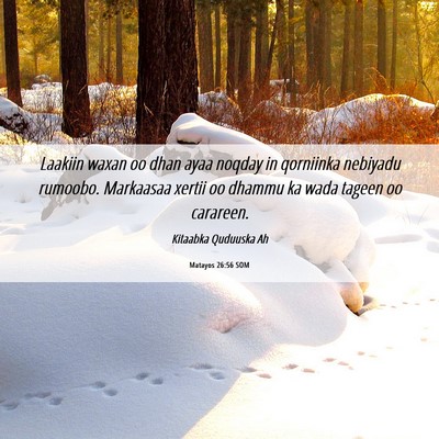 Picture 06 - Matayos 26:56 SOM - Laakiin waxan oo dhan ayaa noqday in qorniinka - Bible Verse Picture