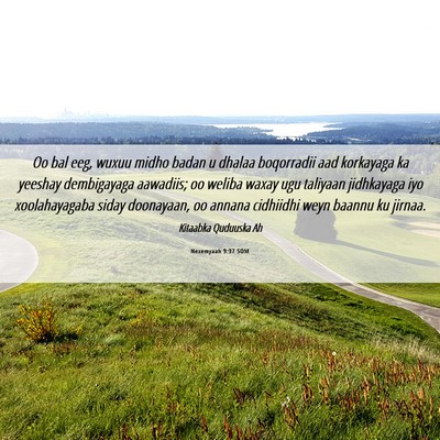 Picture 06 - Nexemyaah 9:37 SOM - Oo bal eeg, wuxuu midho badan u dhalaa boqorradii - Bible Verse Picture