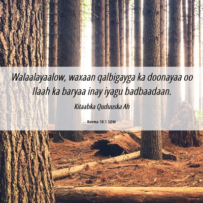 Picture 06 - Rooma 10:1 SOM - Walaalayaalow, waxaan qalbigayga ka doonayaa oo - Bible Verse Picture
