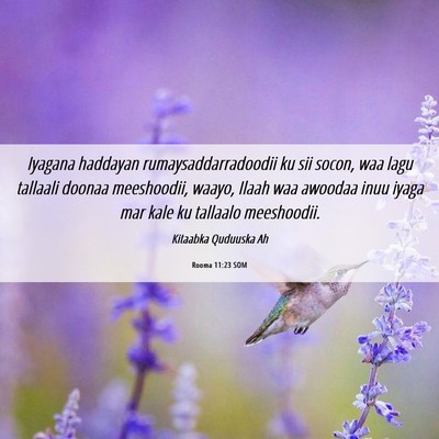 Picture 06 - Rooma 11:23 SOM - Iyagana haddayan rumaysaddarradoodii ku sii - Bible Verse Picture