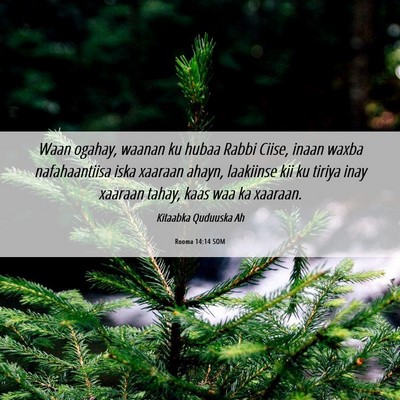 Picture 06 - Rooma 14:14 SOM - Waan ogahay, waanan ku hubaa Rabbi Ciise, inaan - Bible Verse Picture