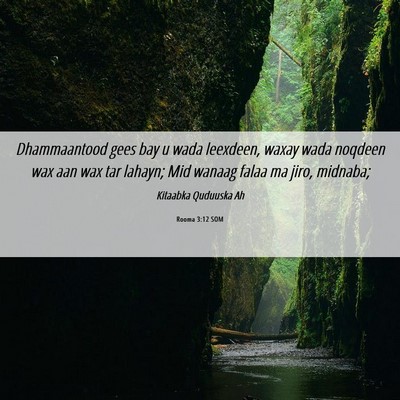 Picture 06 - Rooma 3:12 SOM - Dhammaantood gees bay u wada leexdeen, waxay wada - Bible Verse Picture