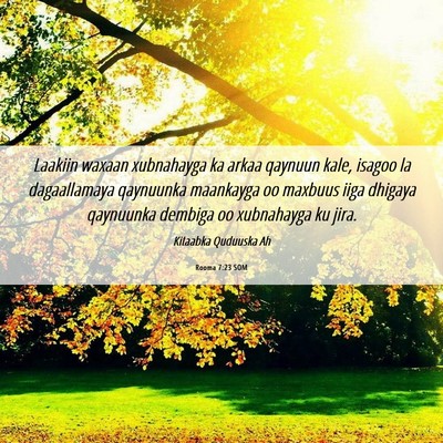 Picture 06 - Rooma 7:23 SOM - Laakiin waxaan xubnahayga ka arkaa qaynuun kale, - Bible Verse Picture
